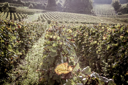 Landscape of Champagne vineyard in Franceの写真素材
