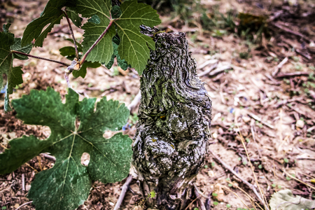 Landscape of Champagne vineyard in Franceの写真素材