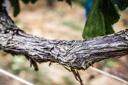 Landscape of Champagne vineyard in Franceの写真素材