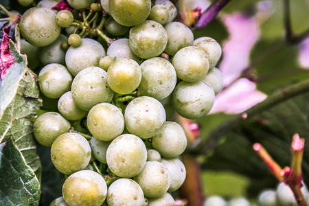 Landscape of Champagne vineyard in Franceの写真素材