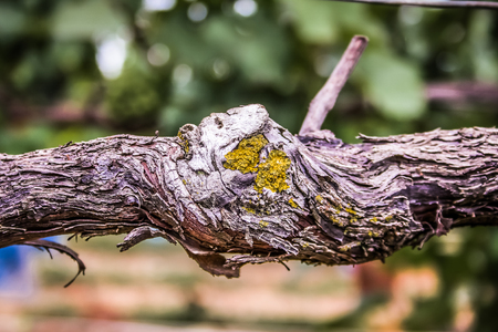 Landscape of Champagne vineyard in Franceの写真素材
