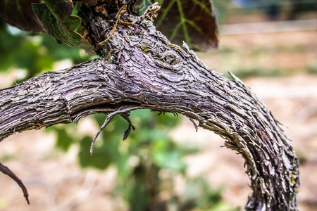 Landscape of Champagne vineyard in Franceの写真素材