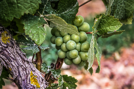 Landscape of Champagne vineyard in Franceの写真素材