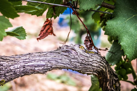 Landscape of Champagne vineyard in Franceの写真素材