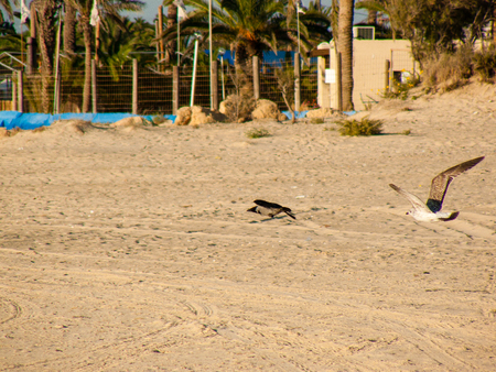 Nature around the sea in Sinai Egyptの写真素材
