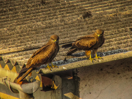 Closeup of raptors in the rooftop of Mumbai in Indiaの写真素材