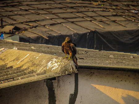 Closeup of raptors in the rooftop of Mumbai in Indiaの写真素材