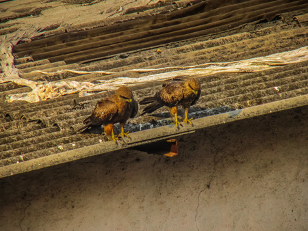 Closeup of raptors in the rooftop of Mumbai in Indiaの写真素材