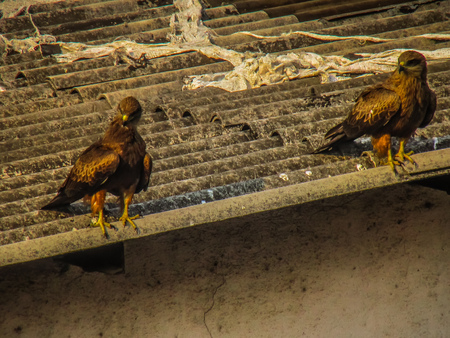 Closeup of raptors in the rooftop of Mumbai in Indiaの写真素材