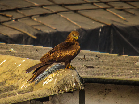 Closeup of raptors in the rooftop of Mumbai in Indiaの写真素材