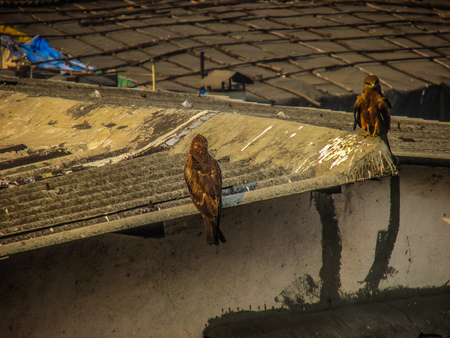 Closeup of raptors in the rooftop of Mumbai in Indiaの写真素材