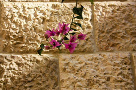 closeup of flowers from Jerusalem in Israelの写真素材