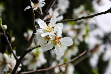 nature around Jerusalem in Israelの写真素材