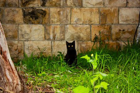 closeup of a street cat from Jerusalemの写真素材