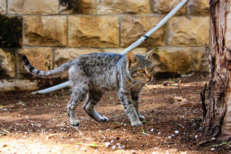 closeup of a street cat from Jerusalemの写真素材