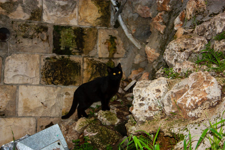 closeup of a street cat from Jerusalemの写真素材