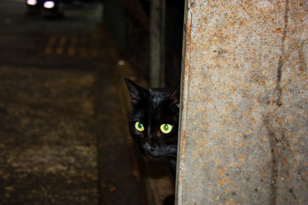 closeup of a street cat from Jerusalemの写真素材