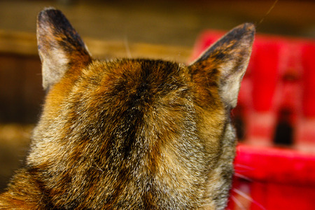 closeup of a street cat from Jerusalemの写真素材
