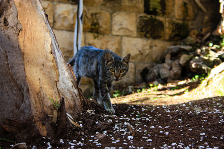 closeup of street cat from Jerusalemの写真素材