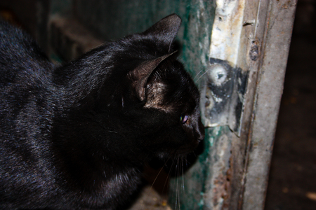 closeup of a street cat from Jerusalemの写真素材
