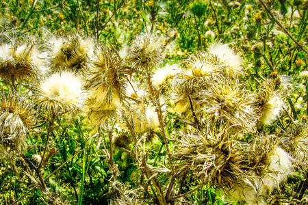 Wild flowers field closeup in Franceの写真素材