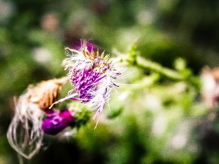Wild flowers field closeup in Franceの写真素材