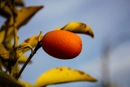 Closeup of a small tangerine from Israelの写真素材