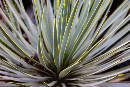 Closeup of a cactus plantの写真素材