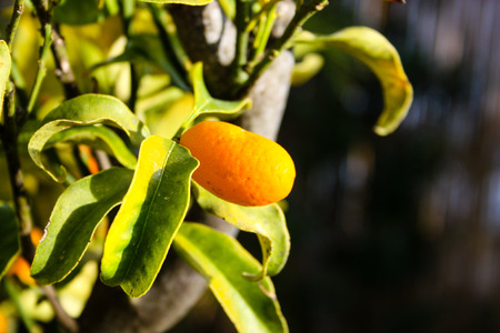 Closeup of a small tangerine from Israelの写真素材