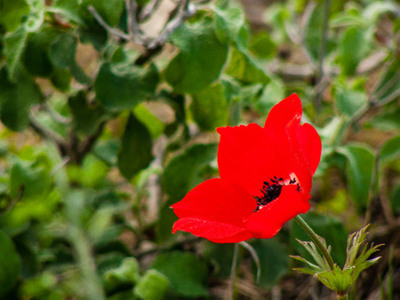Closeup of a flower in the nature in Israelの写真素材