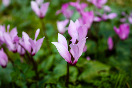 Closeup of a flower in the nature in Israelの写真素材