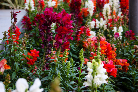 closeup of colorful flowers from Israelの写真素材