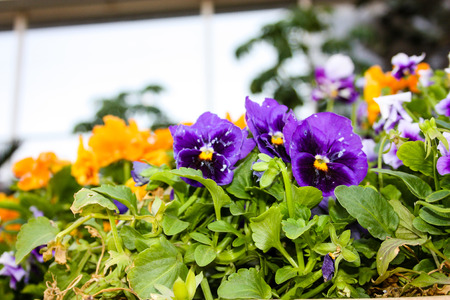 closeup of colorful flowers from Israelの写真素材