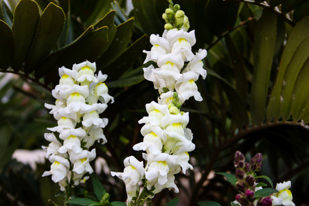 closeup of colorful flowers from Israelの写真素材
