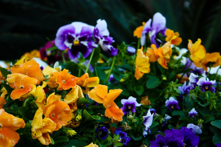 closeup of colorful flowers from Israelの写真素材