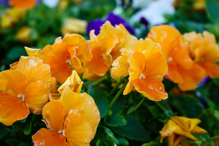 closeup of colorful flowers from Israelの写真素材