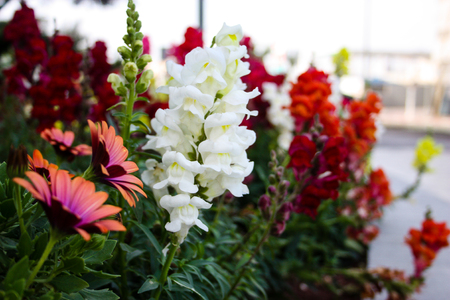 closeup of colorful flowers from Israelの写真素材