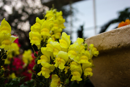 closeup of colorful flowers from Israelの写真素材