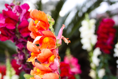 closeup of colorful flowers from Israelの写真素材
