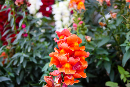 Closeup of flowers from Israelの写真素材
