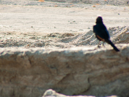 Closeup of birds in the Negev desert Israelの写真素材