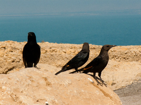 Closeup of birds in the Negev desert Israelの写真素材