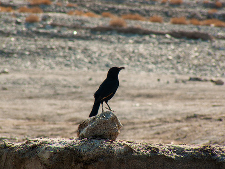 Closeup of birds in the Negev desert Israelの写真素材