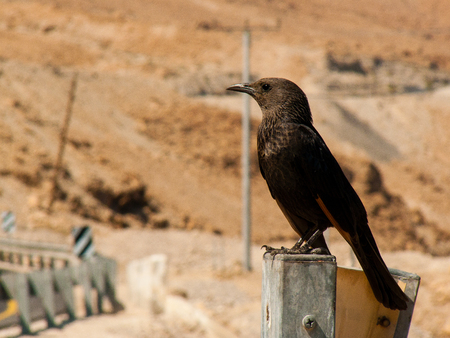 Closeup of birds in the Negev desert Israelの写真素材