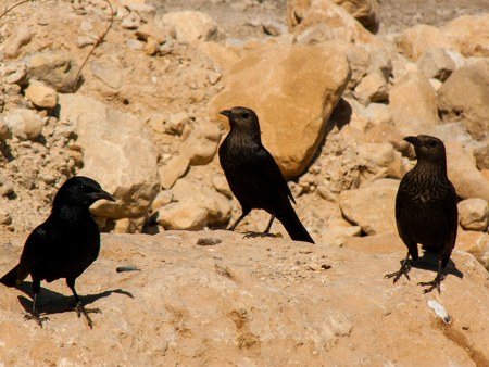 Closeup of birds in the Negev desert Israelの写真素材