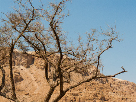 Nature and landscape from Israelの写真素材