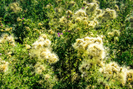 Wild flowers field closeup in Franceの写真素材