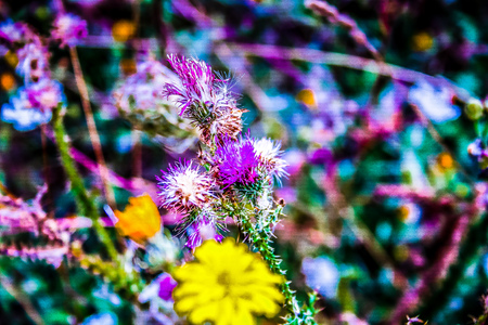 Wild flowers field closeup in Franceの写真素材