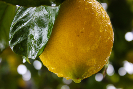 closeup of a lemon tree from Jerusalemの写真素材