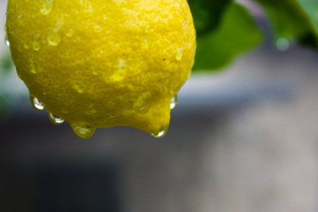 closeup of a lemon tree from Jerusalemの写真素材